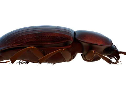 Uloma latimanus beetle Model 3D