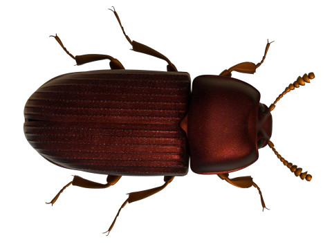Uloma latimanus beetle Model 3D