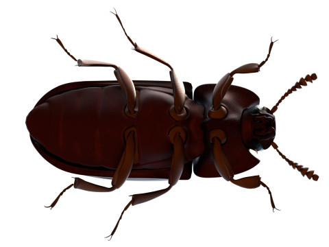 Uloma latimanus beetle Model 3D