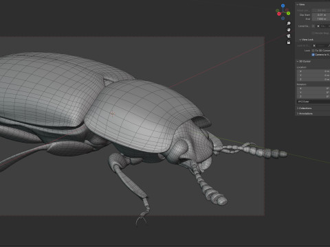 Uloma latimanus beetle Model 3D