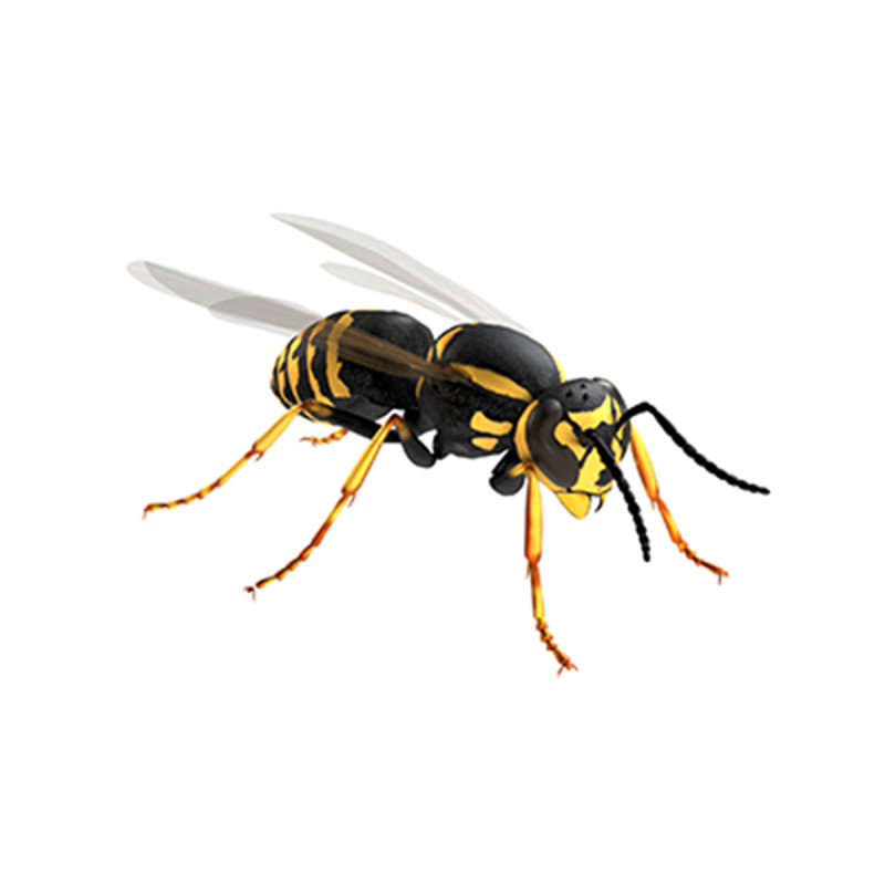 Vespula flaviceps wasp 3Dモデル .c4d .max .obj .3ds .fbx .stl .blend