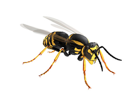 Vespula flaviceps wasp 3D Model