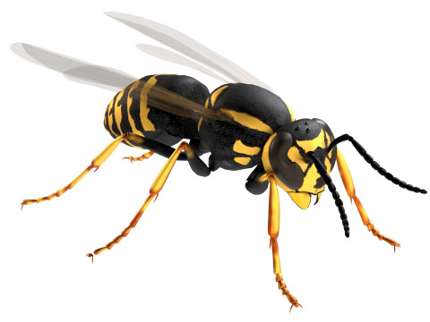 Vespula flaviceps wasp 3Dモデル