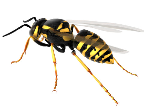 Vespula flaviceps wasp 3Dモデル