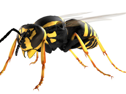 Vespula flaviceps wasp 3Dモデル