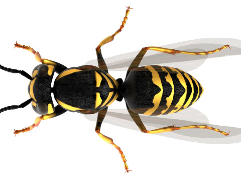 Vespula flaviceps wasp 3Dモデル