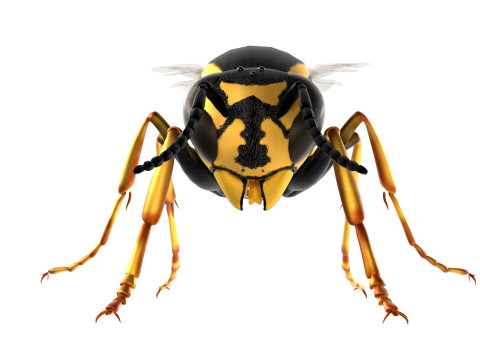 Vespula flaviceps wasp 3Dモデル