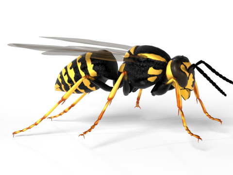 Vespula flaviceps wasp 3Dモデル