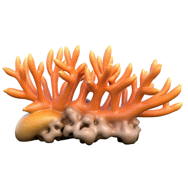 मूंगा 01 3D मॉडल .c4d .max .obj .3ds .fbx .stl .blend