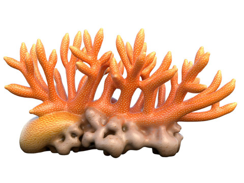 Coral 01 Modelo 3D