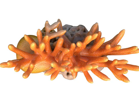 Coral 01 3D Model