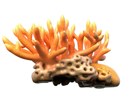 Coral 01 3D Model