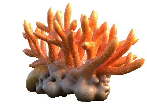 Coral 01 3D Model