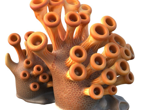 Coral 02 Modelo 3D