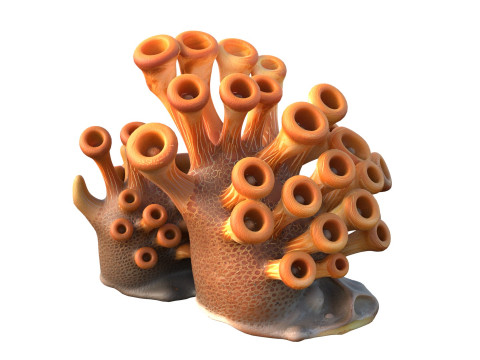 Corail 02 Modèle 3D
