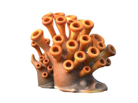 Corail 02 Modèle 3D
