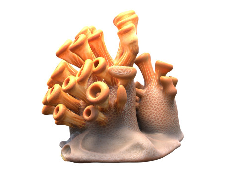 Corail 02 Modèle 3D