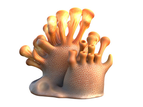 Corail 02 Modèle 3D