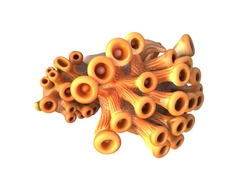 Corail 02 Modèle 3D