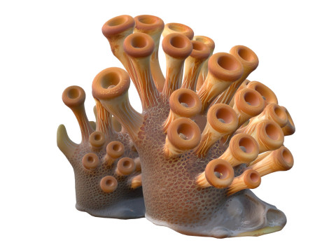Corail 02 Modèle 3D