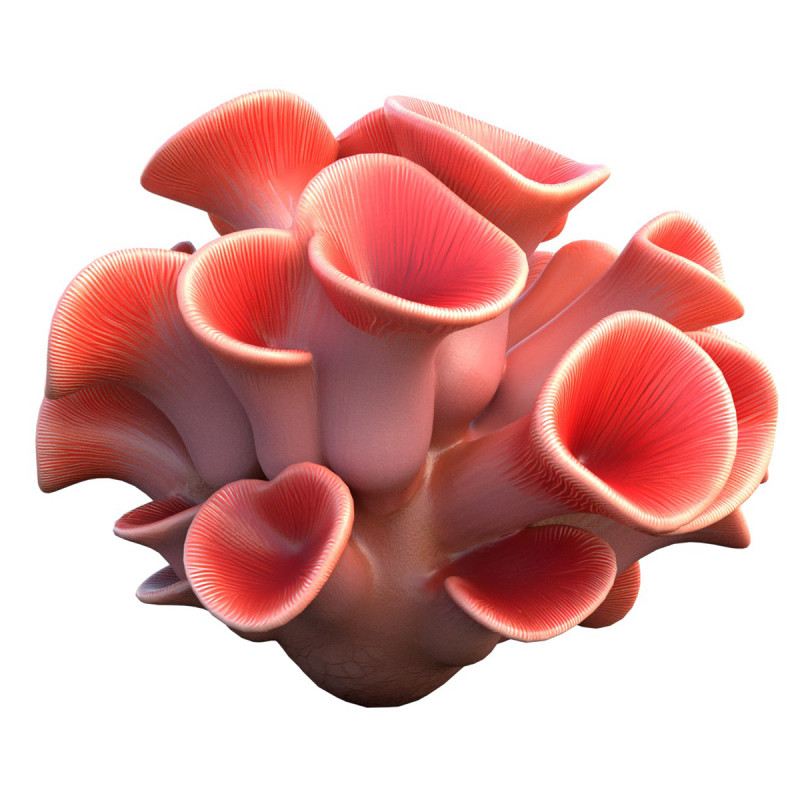 Кораловий риф 03 3D Модель .c4d .max .obj .3ds .fbx .stl .blend