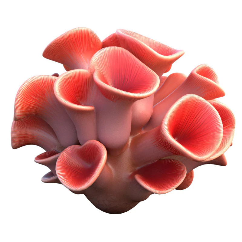 Coral reef 03 3D Model .c4d .max .obj .3ds .fbx .stl .blend 