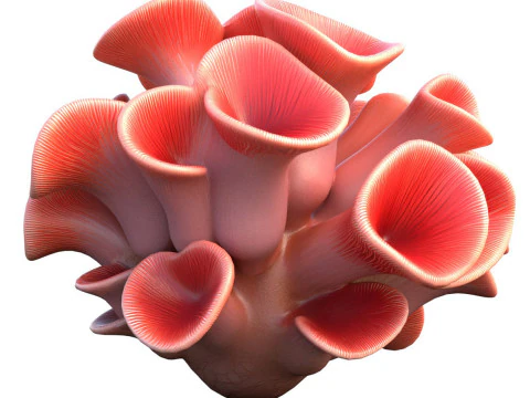 Terumbu karang 03 Model 3D