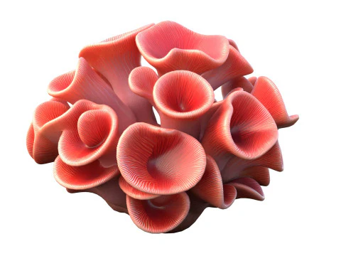 Coral reef 03 3D Model