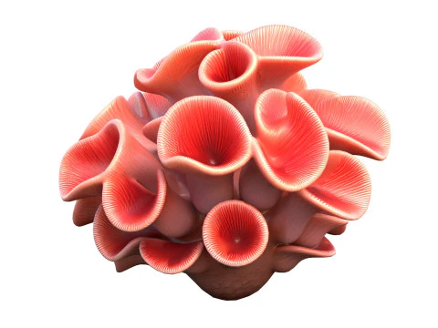 Coral reef 03 3D Model