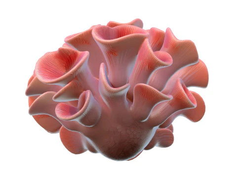 Coral reef 03 3D Model