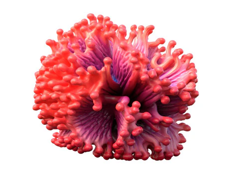 Coral reef 05 3D Model