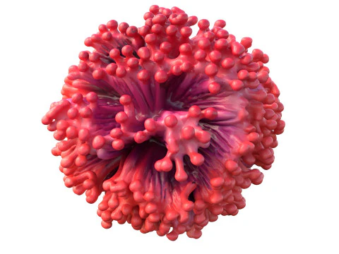 Coral reef 05 3D Model