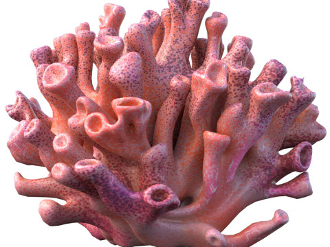 Arrecife de coral 06 Modelo 3D