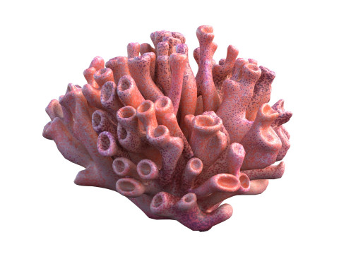 Terumbu karang 06 Model 3D
