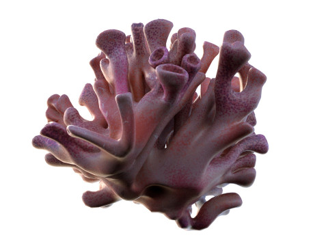 Terumbu karang 06 Model 3D