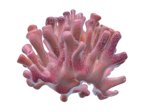 Coral reef 06 3D Model