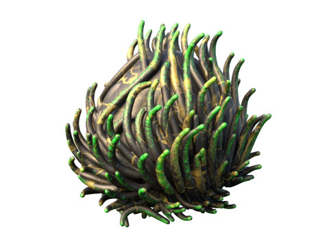 サンゴ礁07 3Dモデル