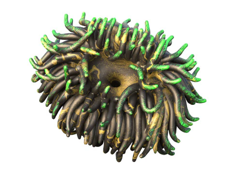 Coral reef 07 3D Model