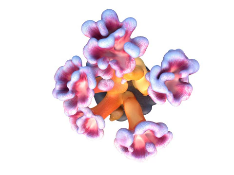 Coral reef 08 3D Model