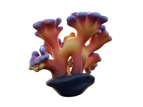 Coral reef 08 3D Model