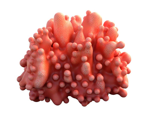 Coral reef 09 3D Model