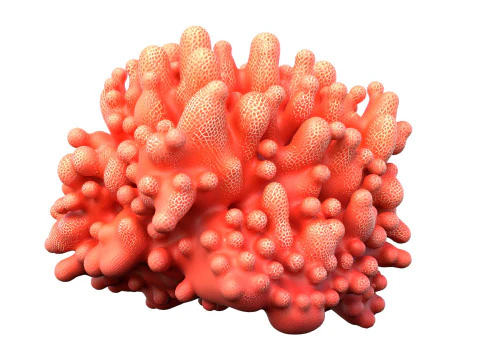 Coral reef 09 3D Model