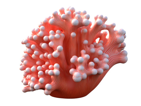 मूंगा चट्टान 10 3D मॉडल