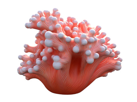 मूंगा चट्टान 10 3D मॉडल