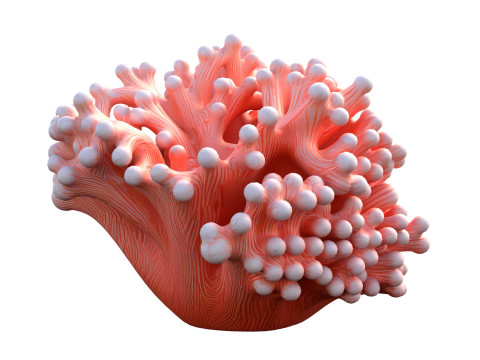 मूंगा चट्टान 10 3D मॉडल