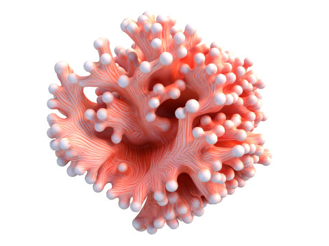 मूंगा चट्टान 10 3D मॉडल