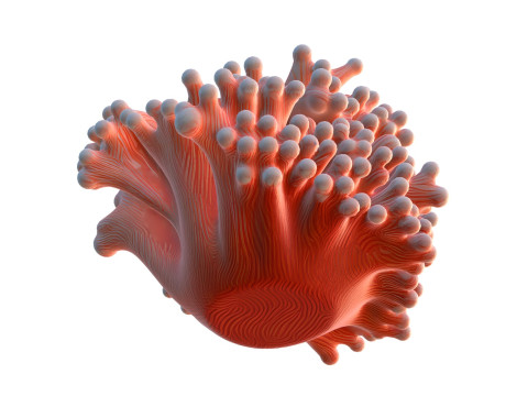 मूंगा चट्टान 10 3D मॉडल