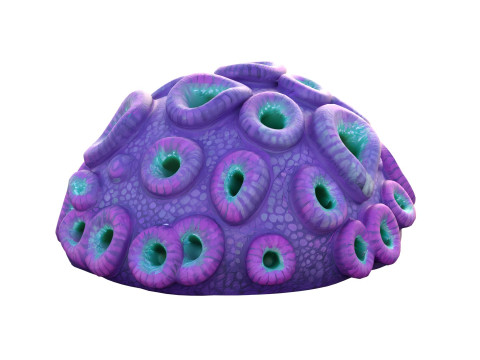 Coral reef 11 3D Model