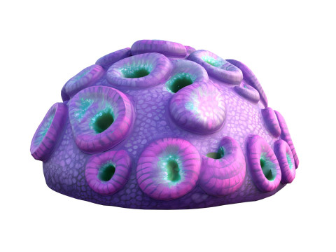 Coral reef 11 3D Model