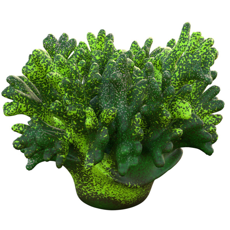 珊瑚礁 12 3D 模型 .c4d .max .obj .3ds .fbx .stl .blend